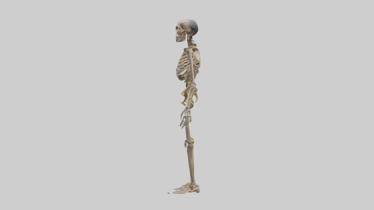 3D model Homo Erectus Skeleton model VR / AR / low-poly
