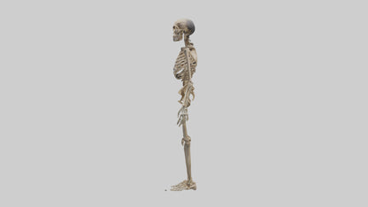 3D model Homo Erectus Skeleton model VR / AR / low-poly