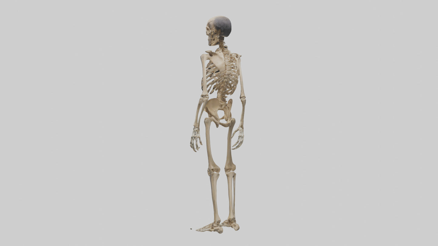 3D model Homo Erectus Skeleton model VR / AR / low-poly