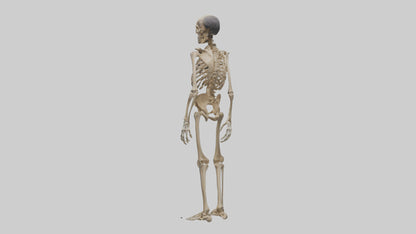 3D model Homo Erectus Skeleton model VR / AR / low-poly