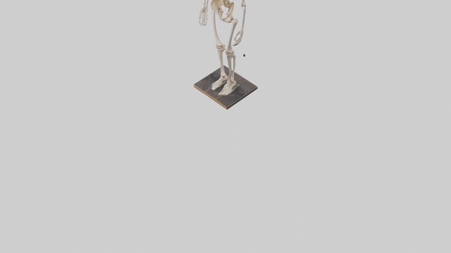 3D model Homo Sapiens Skeleton model VR / AR / low-poly