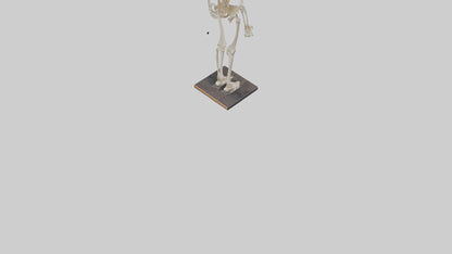 3D model Homo Sapiens Skeleton model VR / AR / low-poly
