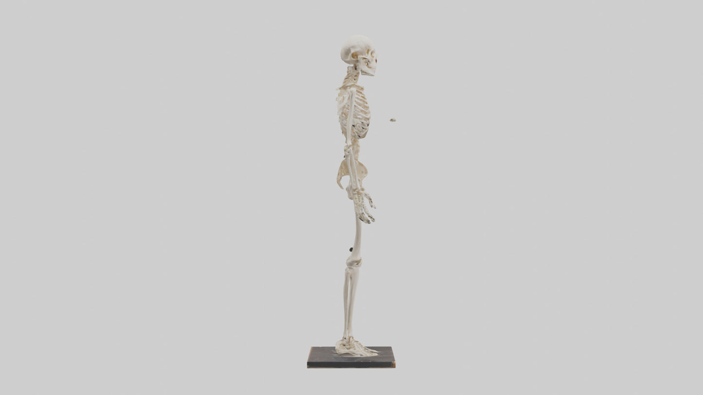 3D model Homo Sapiens Skeleton model VR / AR / low-poly