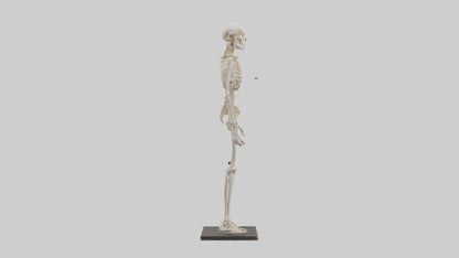 3D model Homo Sapiens Skeleton model VR / AR / low-poly