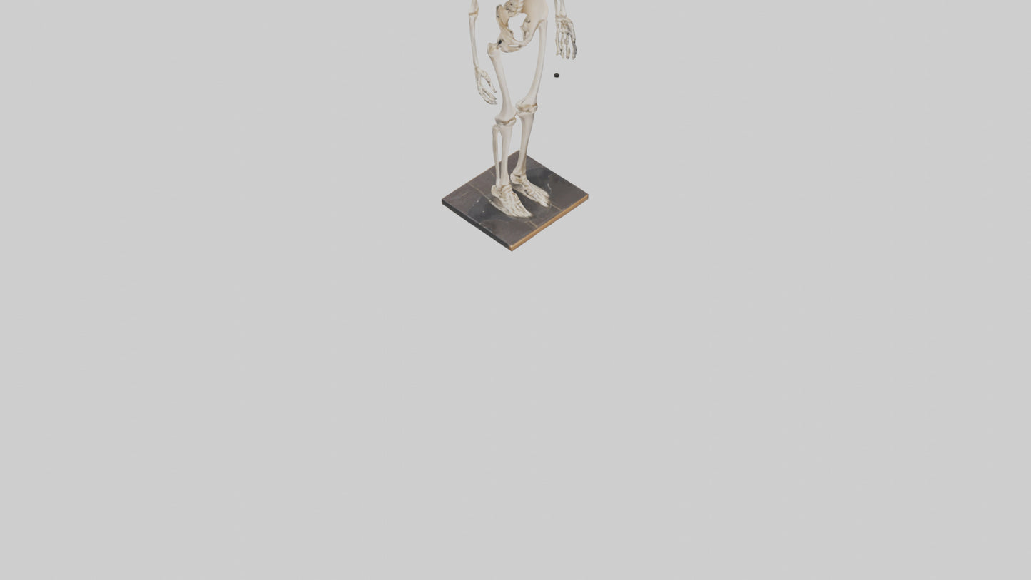 3D model Homo Sapiens Skeleton model VR / AR / low-poly