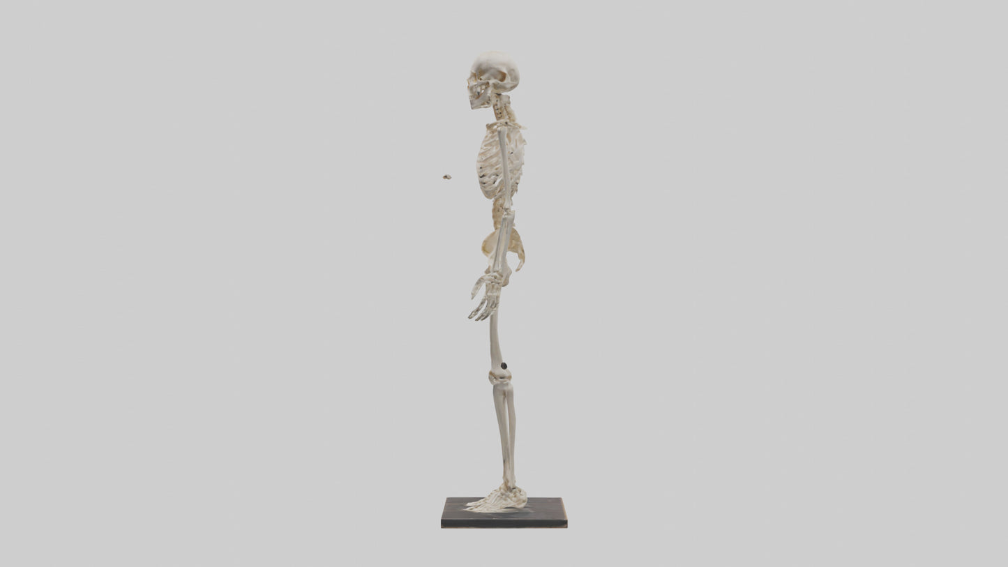 3D model Homo Sapiens Skeleton model VR / AR / low-poly