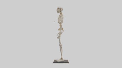 3D model Homo Sapiens Skeleton model VR / AR / low-poly