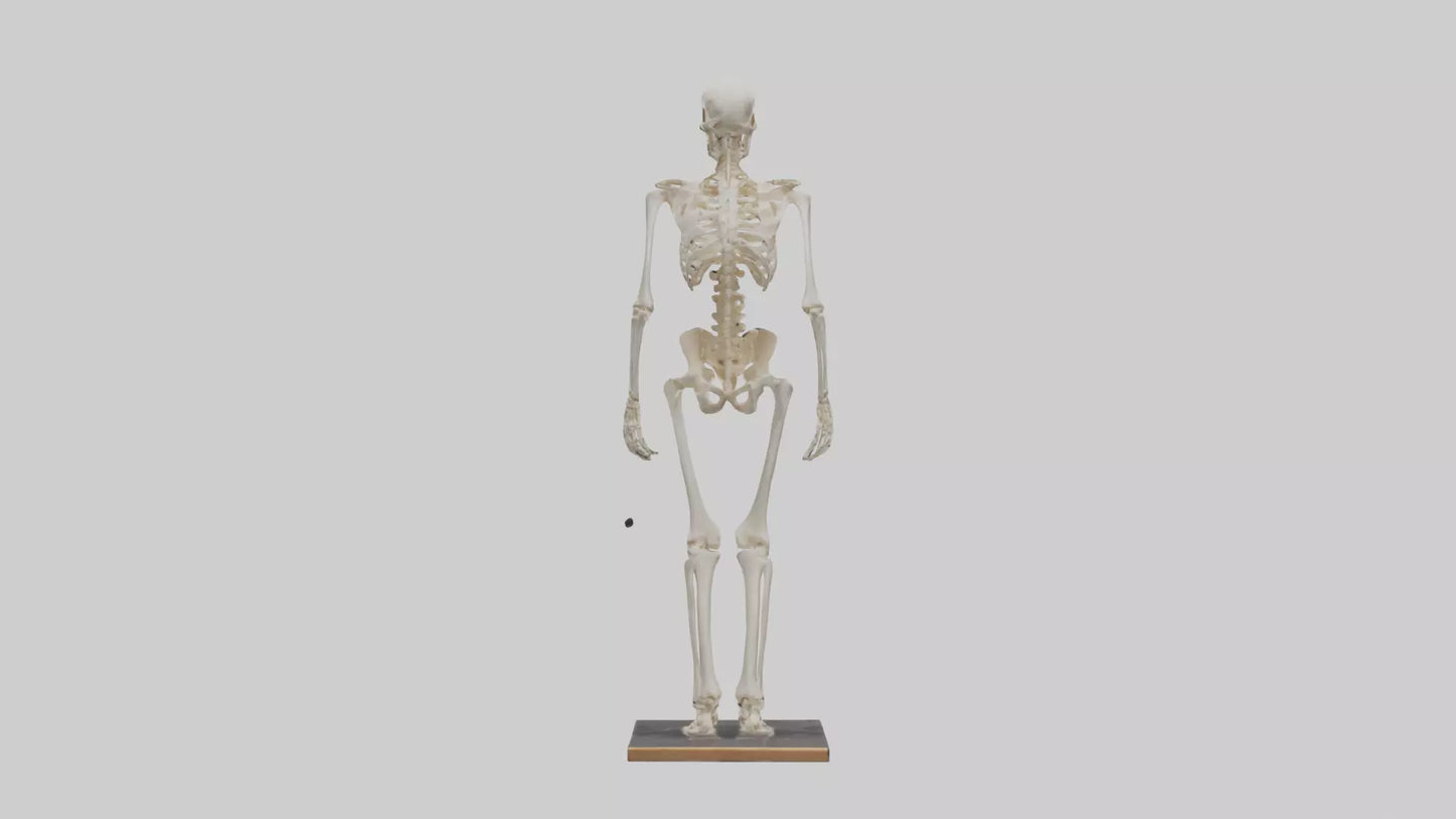3D model Homo Sapiens Skeleton model VR / AR / low-poly