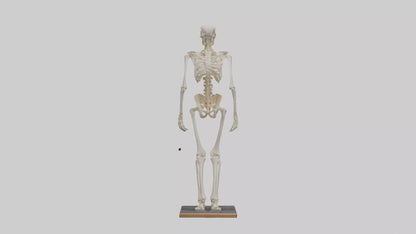 3D model Homo Sapiens Skeleton model VR / AR / low-poly