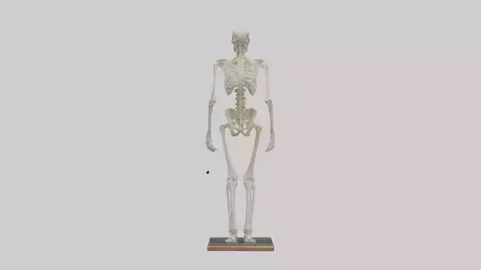 3D model Homo Sapiens Skeleton model VR / AR / low-poly
