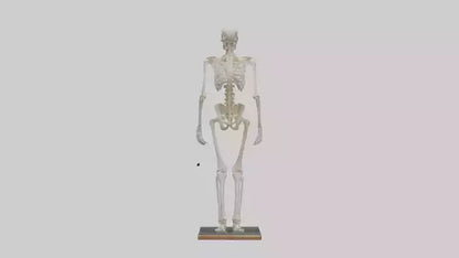 3D model Homo Sapiens Skeleton model VR / AR / low-poly