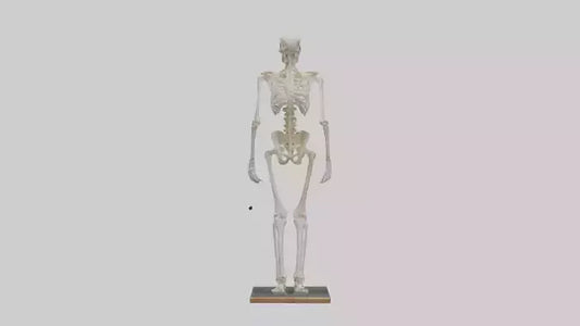 3D model Homo Sapiens Skeleton model VR / AR / low-poly