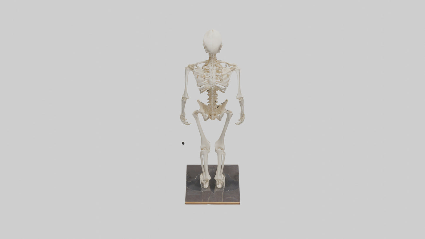 3D model Homo Sapiens Skeleton model VR / AR / low-poly