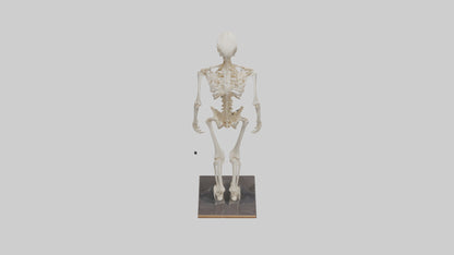 3D model Homo Sapiens Skeleton model VR / AR / low-poly