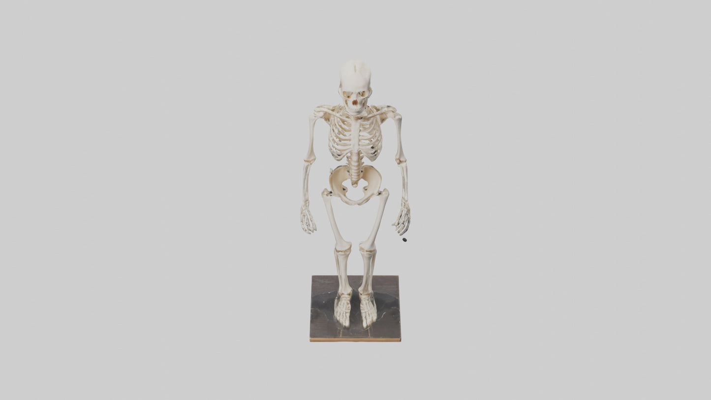 3D model Homo Sapiens Skeleton model VR / AR / low-poly
