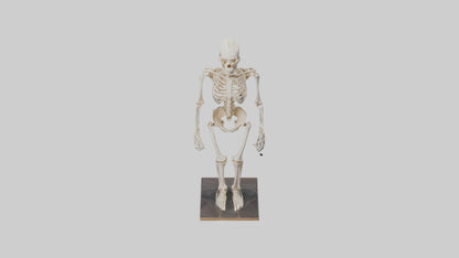 3D model Homo Sapiens Skeleton model VR / AR / low-poly