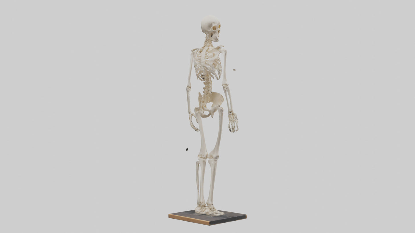 3D model Homo Sapiens Skeleton model VR / AR / low-poly