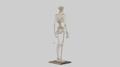 3D model Homo Sapiens Skeleton model VR / AR / low-poly