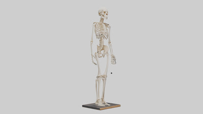 3D model Homo Sapiens Skeleton model VR / AR / low-poly