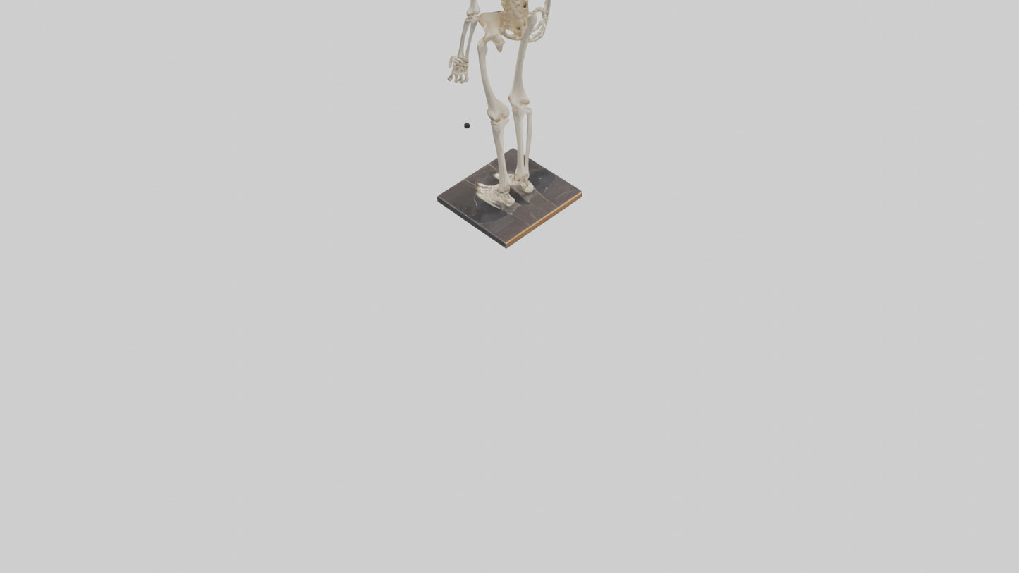 3D model Homo Sapiens Skeleton model VR / AR / low-poly