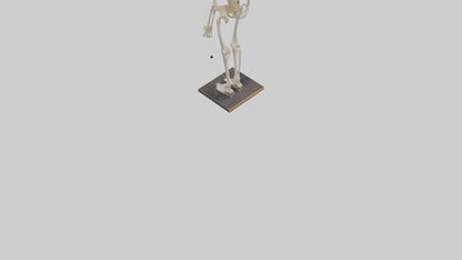 3D model Homo Sapiens Skeleton model VR / AR / low-poly