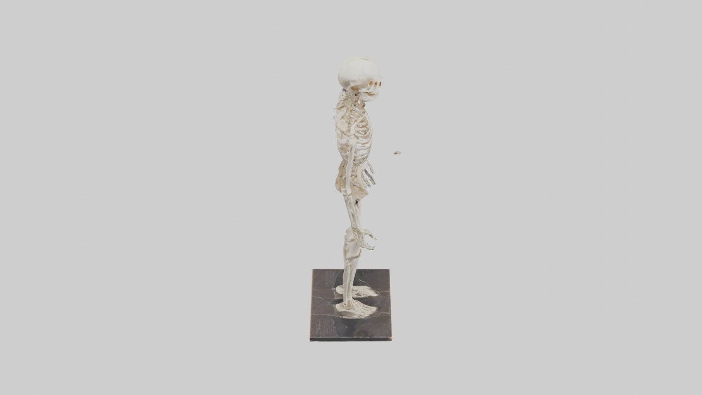 3D model Homo Sapiens Skeleton model VR / AR / low-poly
