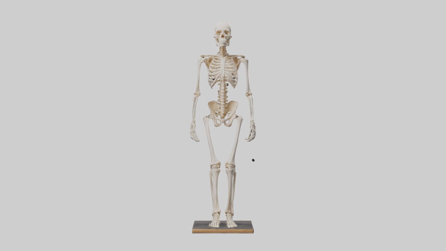 3D model Homo Sapiens Skeleton model VR / AR / low-poly