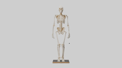 3D model Homo Sapiens Skeleton model VR / AR / low-poly