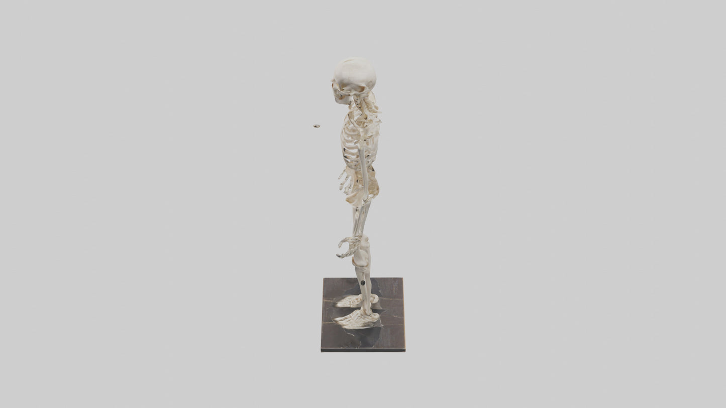 3D model Homo Sapiens Skeleton model VR / AR / low-poly