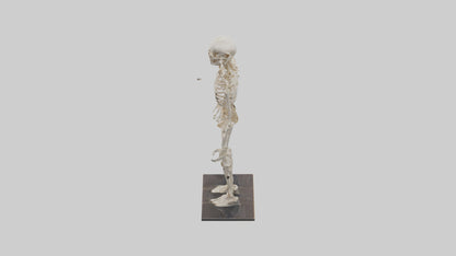 3D model Homo Sapiens Skeleton model VR / AR / low-poly