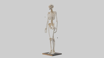 3D model Homo Sapiens Skeleton model VR / AR / low-poly