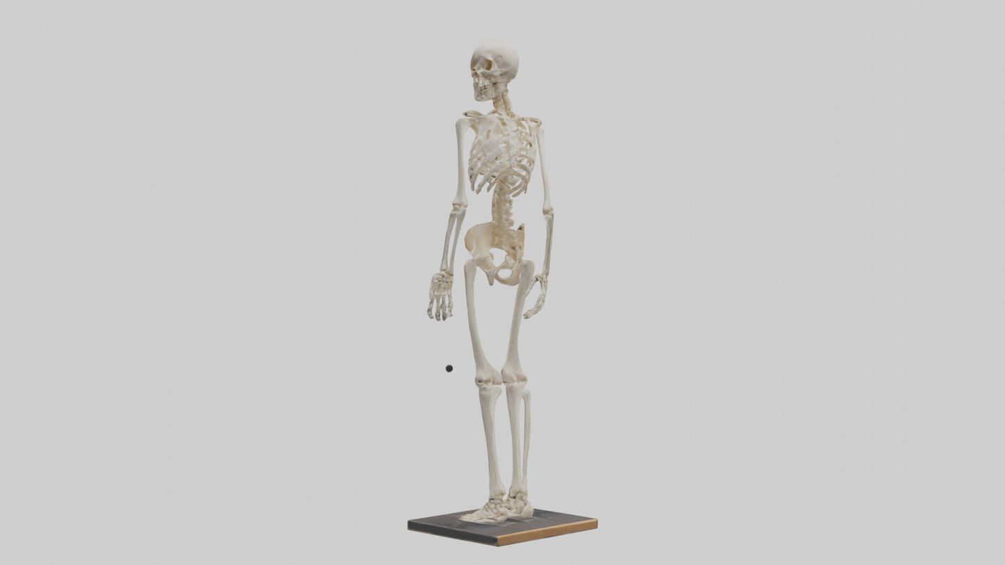 3D model Homo Sapiens Skeleton model VR / AR / low-poly