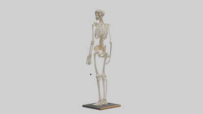 3D model Homo Sapiens Skeleton model VR / AR / low-poly
