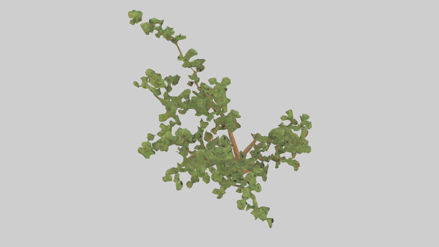 Honey Locust tree model VR / AR / low-poly