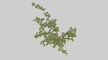 Honey Locust tree model VR / AR / low-poly