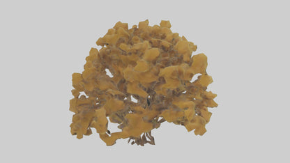 3D model Honey locust tree model VR / AR / low-poly