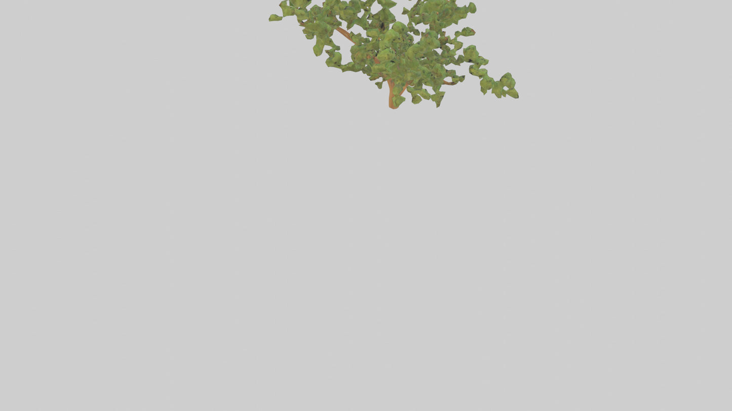 Honey Locust tree model VR / AR / low-poly