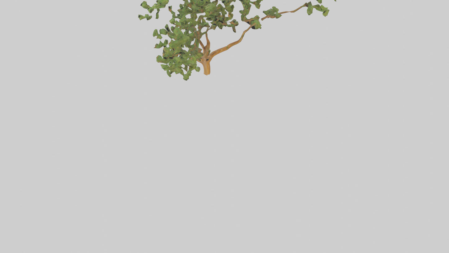 Honey Locust tree model VR / AR / low-poly