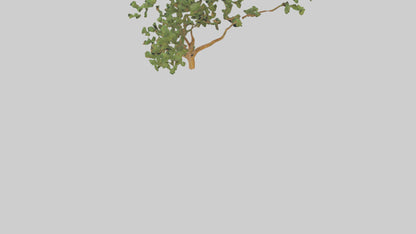 Honey Locust tree model VR / AR / low-poly