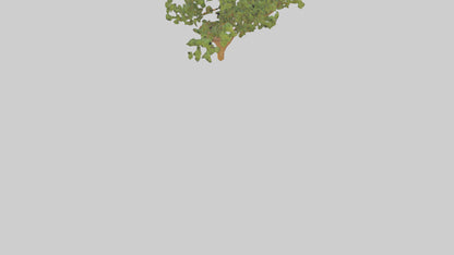 Honey Locust tree model VR / AR / low-poly
