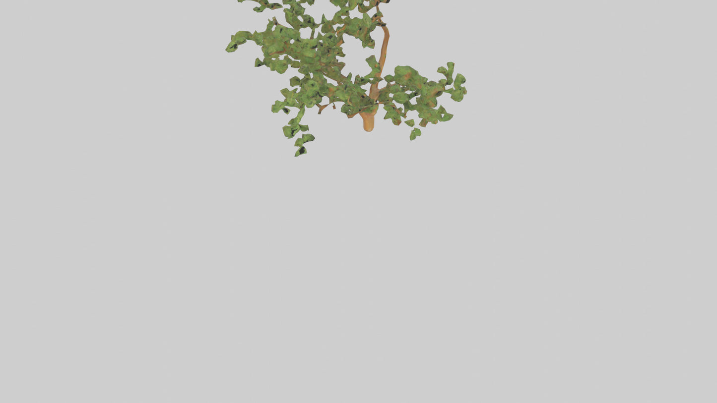 Honey Locust tree model VR / AR / low-poly