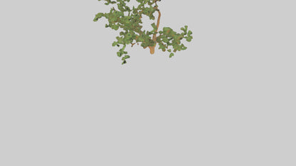 Honey Locust tree model VR / AR / low-poly