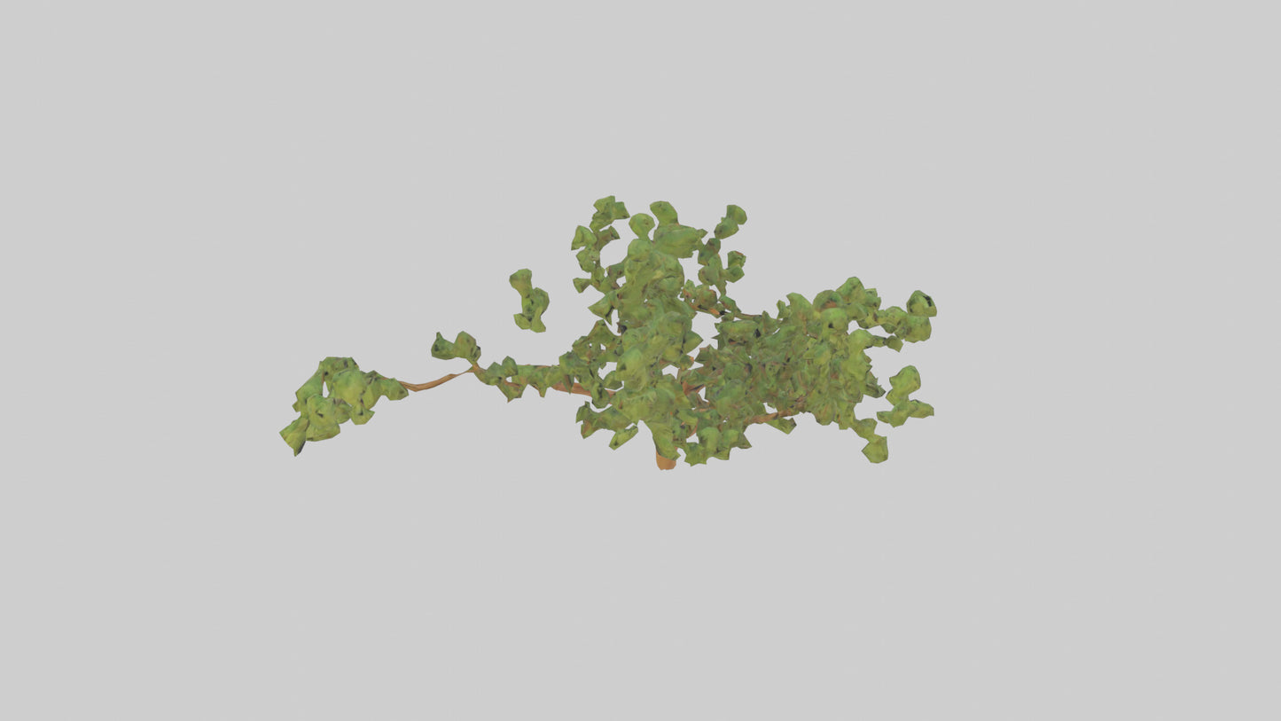 Honey Locust tree model VR / AR / low-poly