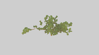 Honey Locust tree model VR / AR / low-poly
