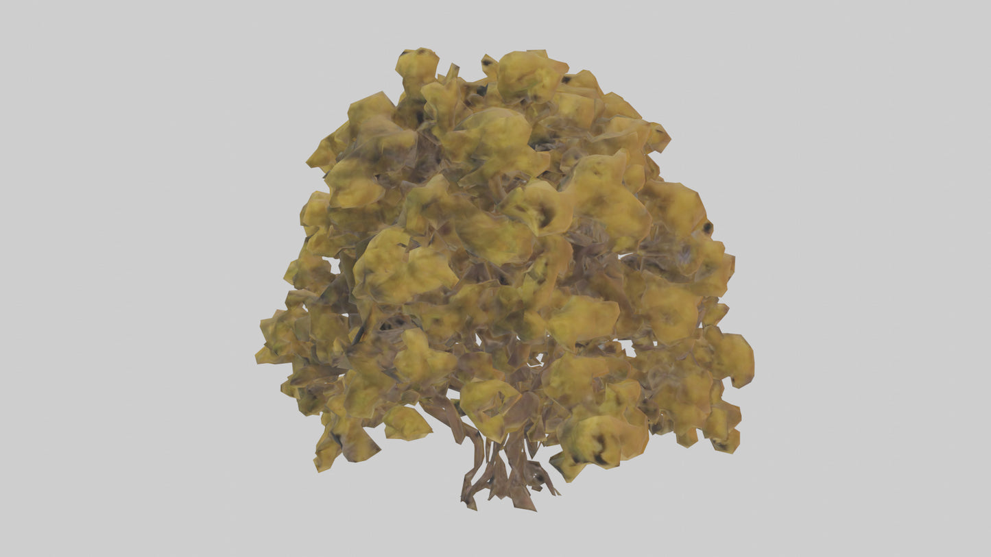 3D model Honey locust tree model VR / AR / low-poly