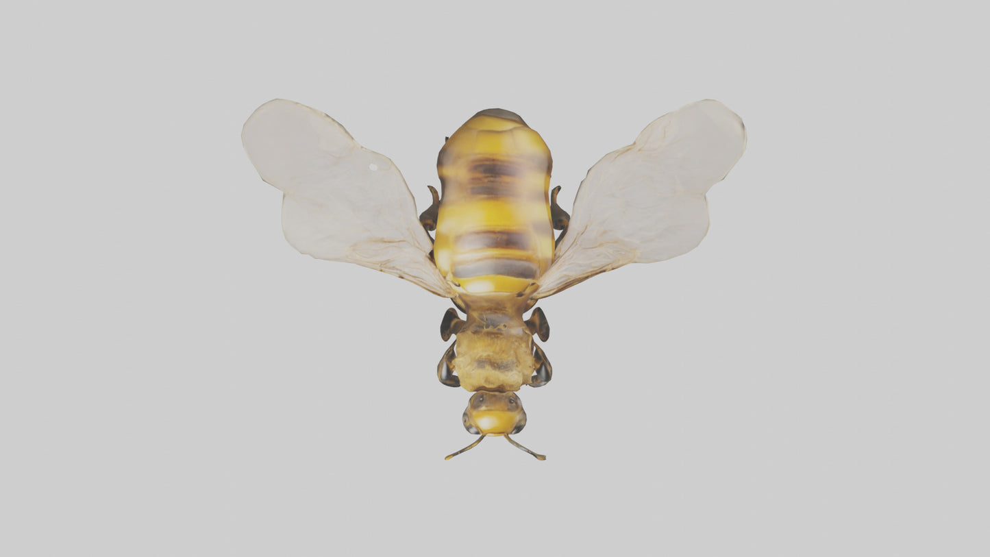 3D model Honeybee flying model VR / AR / low-poly