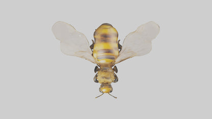 3D model Honeybee flying model VR / AR / low-poly