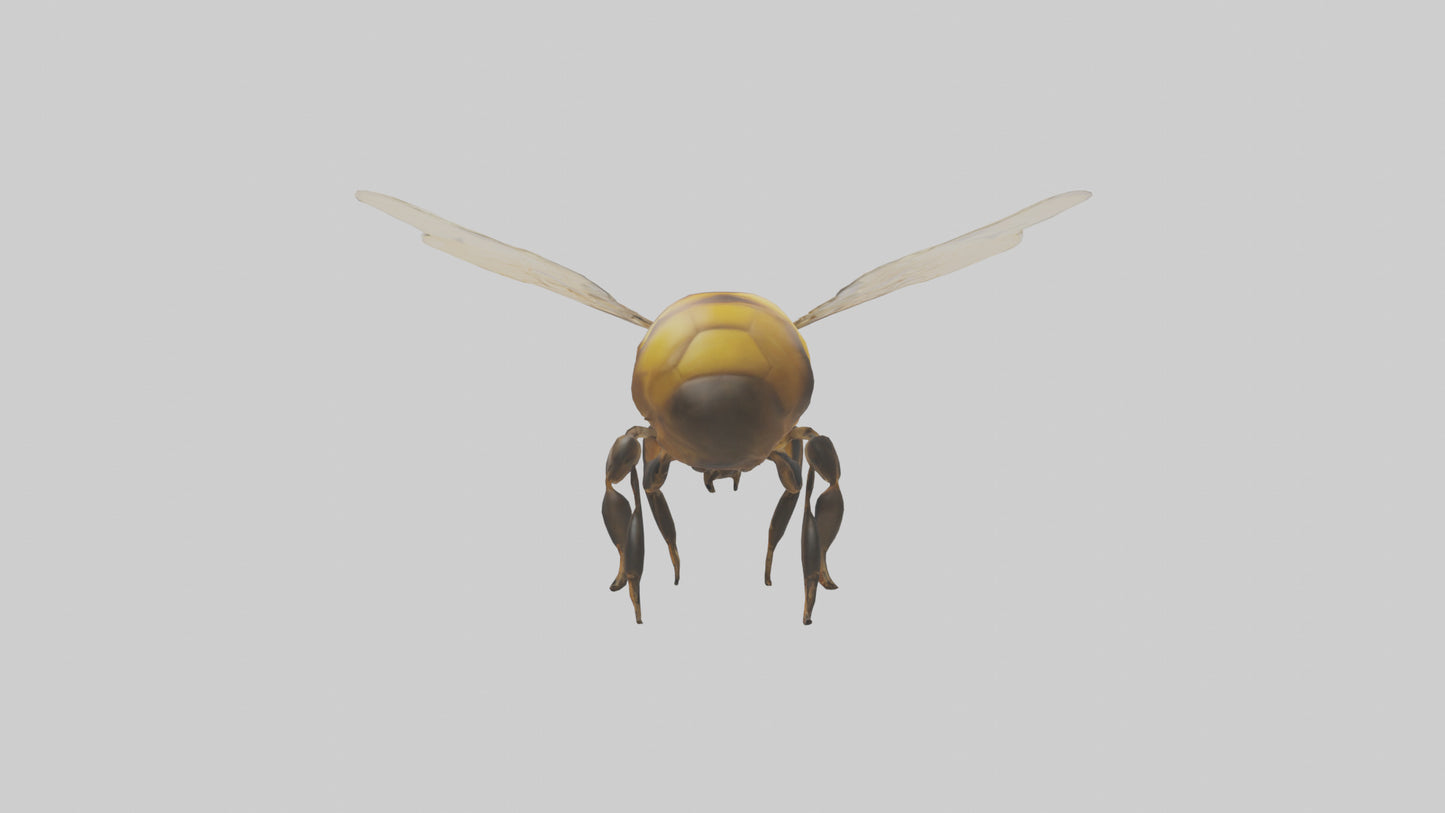 3D model Honeybee flying model VR / AR / low-poly