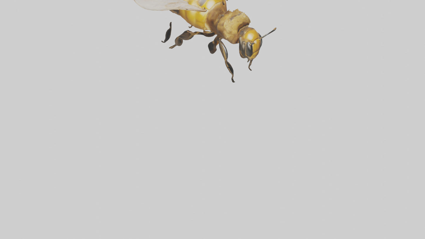3D model Honeybee flying model VR / AR / low-poly