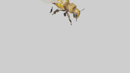 3D model Honeybee flying model VR / AR / low-poly
